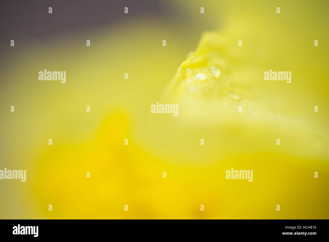 Giallo immagine astratta di daffodil petali con gocce di acqua Foto Stock