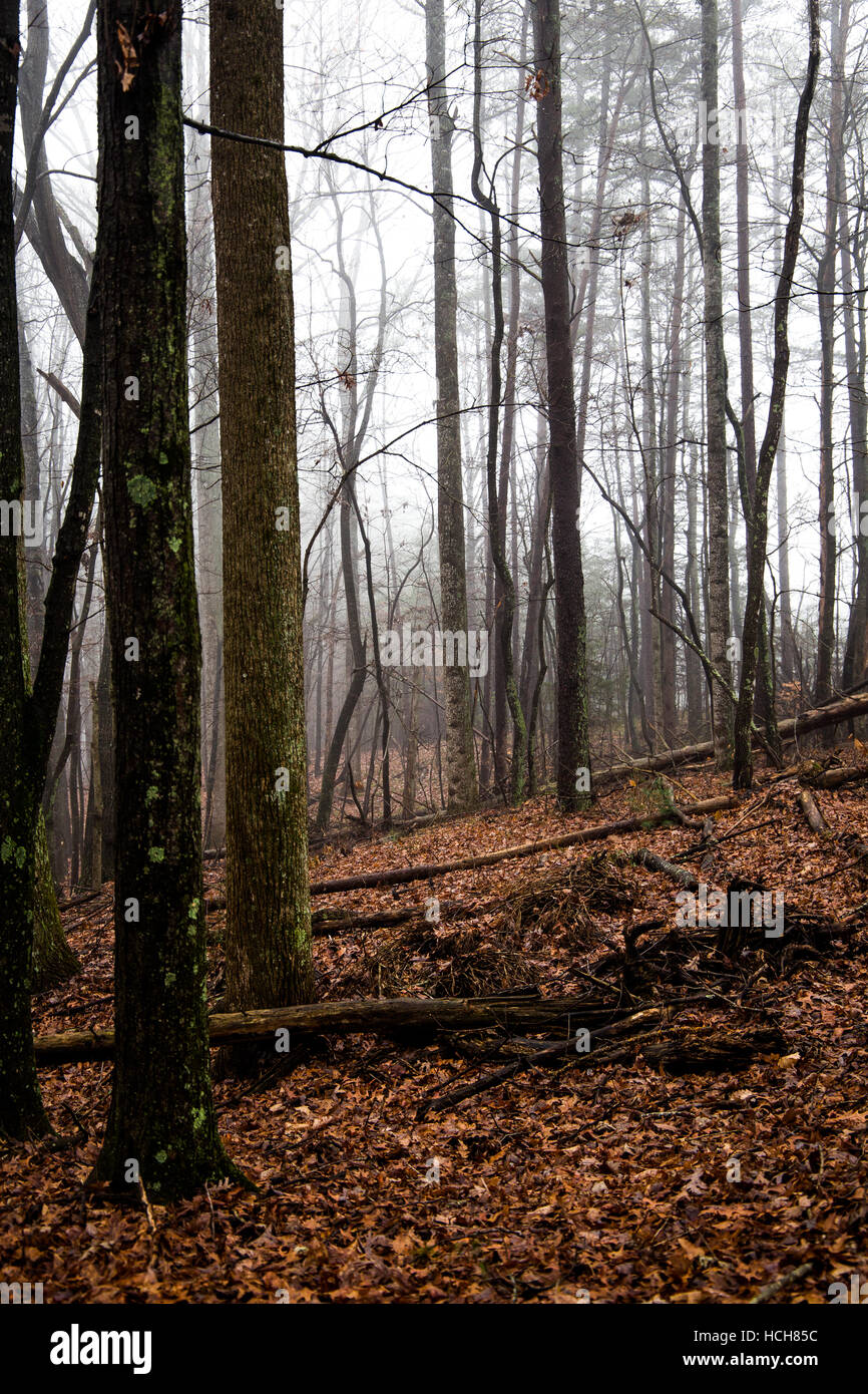 Vivere e la caduta di alberi formanti un criss cross pattern con nebbia marrone e foglie di autunno Foto Stock