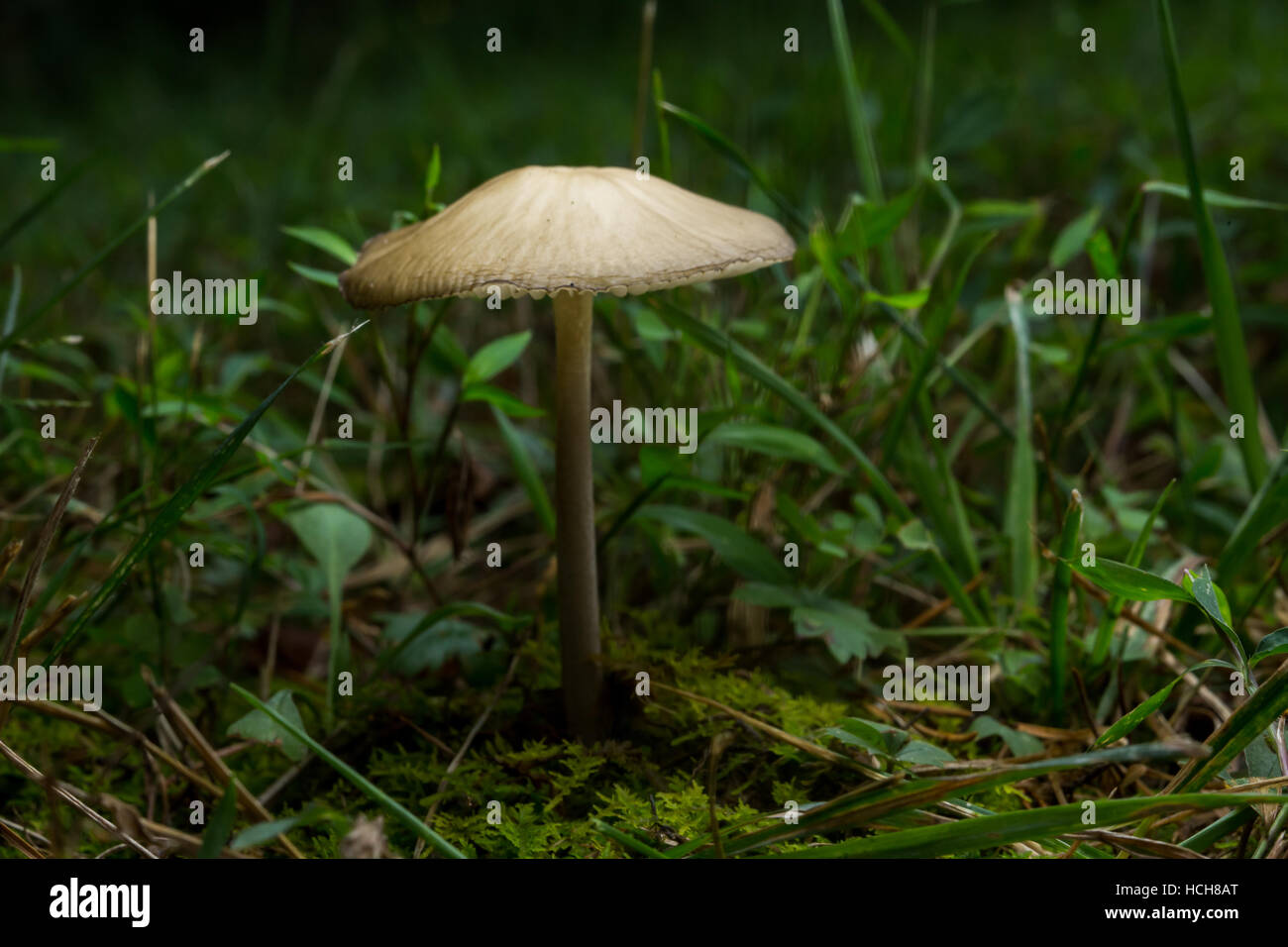 Fungo singolo con un gambo sottile e tan tappo in erba e muschio illuminata di notte Foto Stock