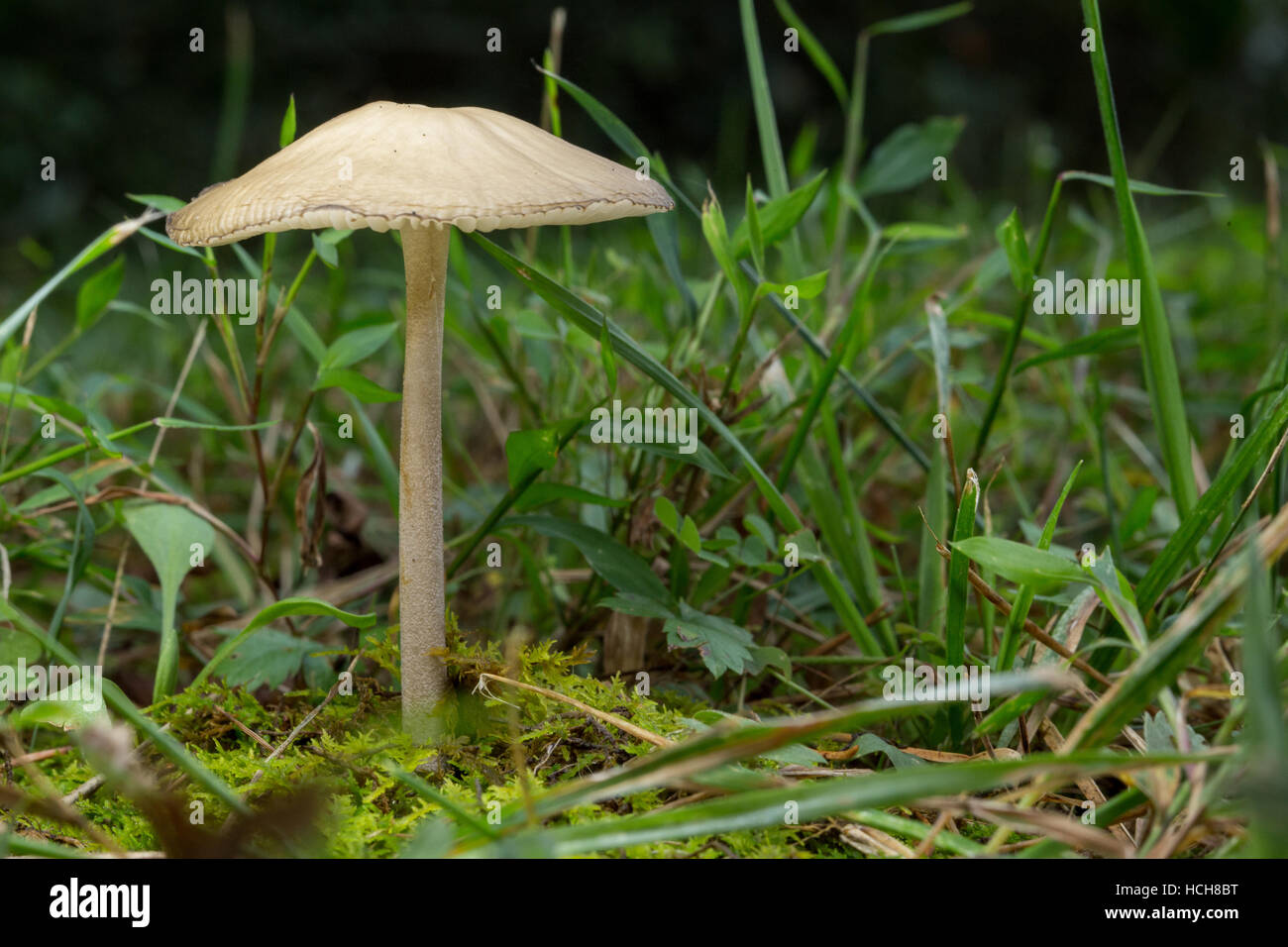 Fungo singolo con un gambo sottile e tan tappo in erba e muschio illuminata di notte Foto Stock