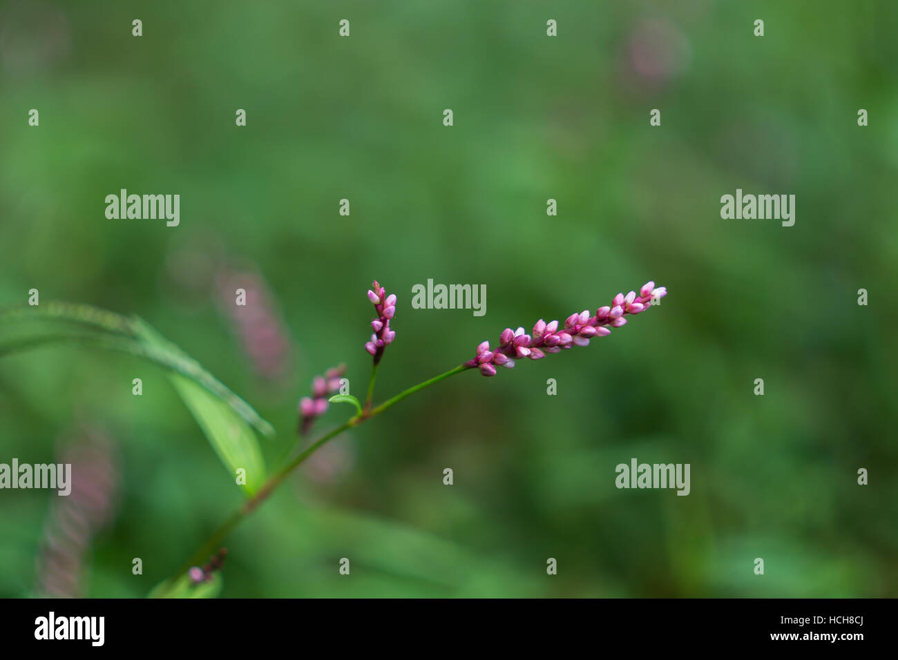 Cluster di piccole viola boccioli di fiori su sfondo verde Foto Stock