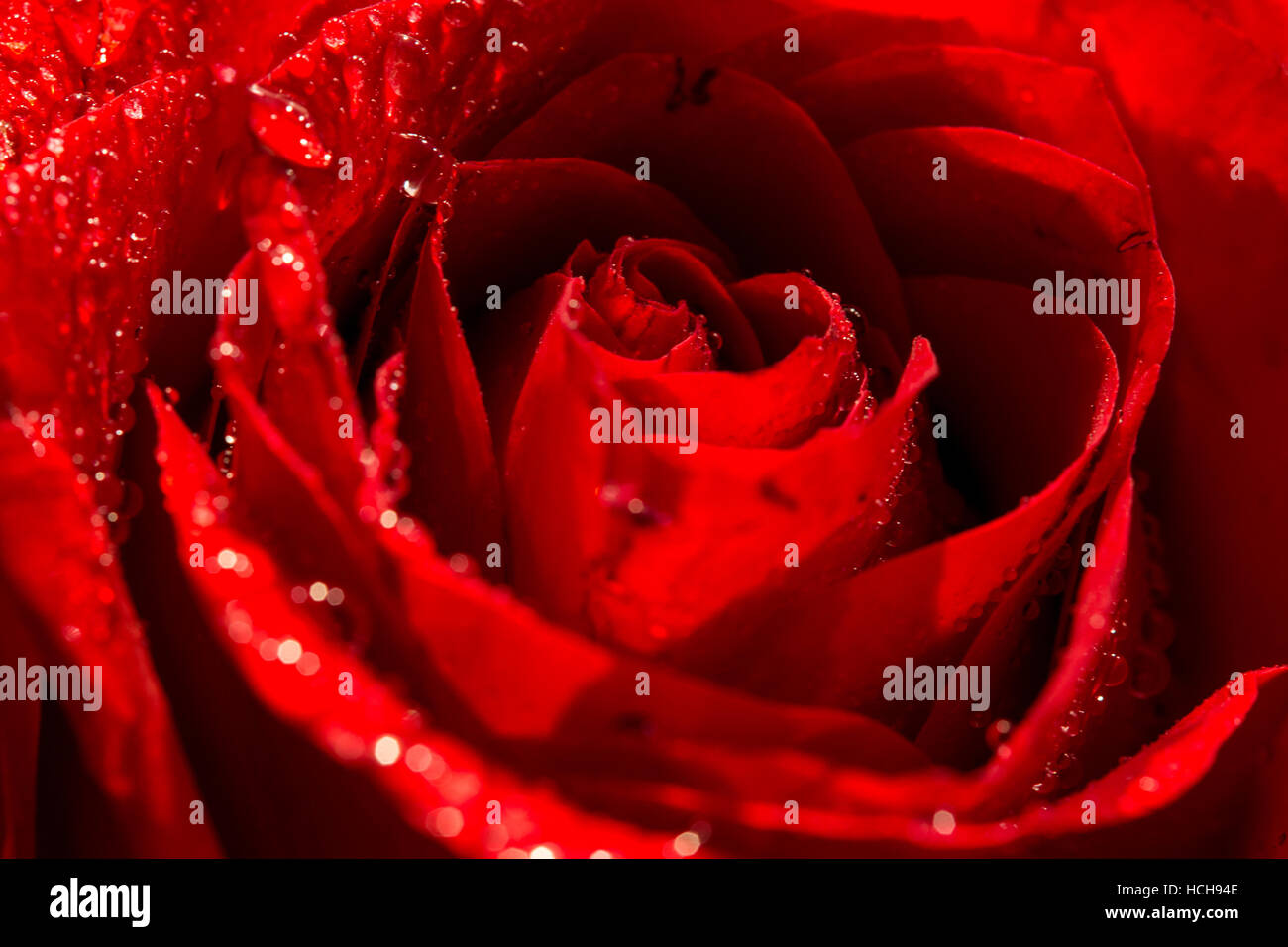 Rosa Rossa close up con numerose gocce d'acqua su petali Foto Stock