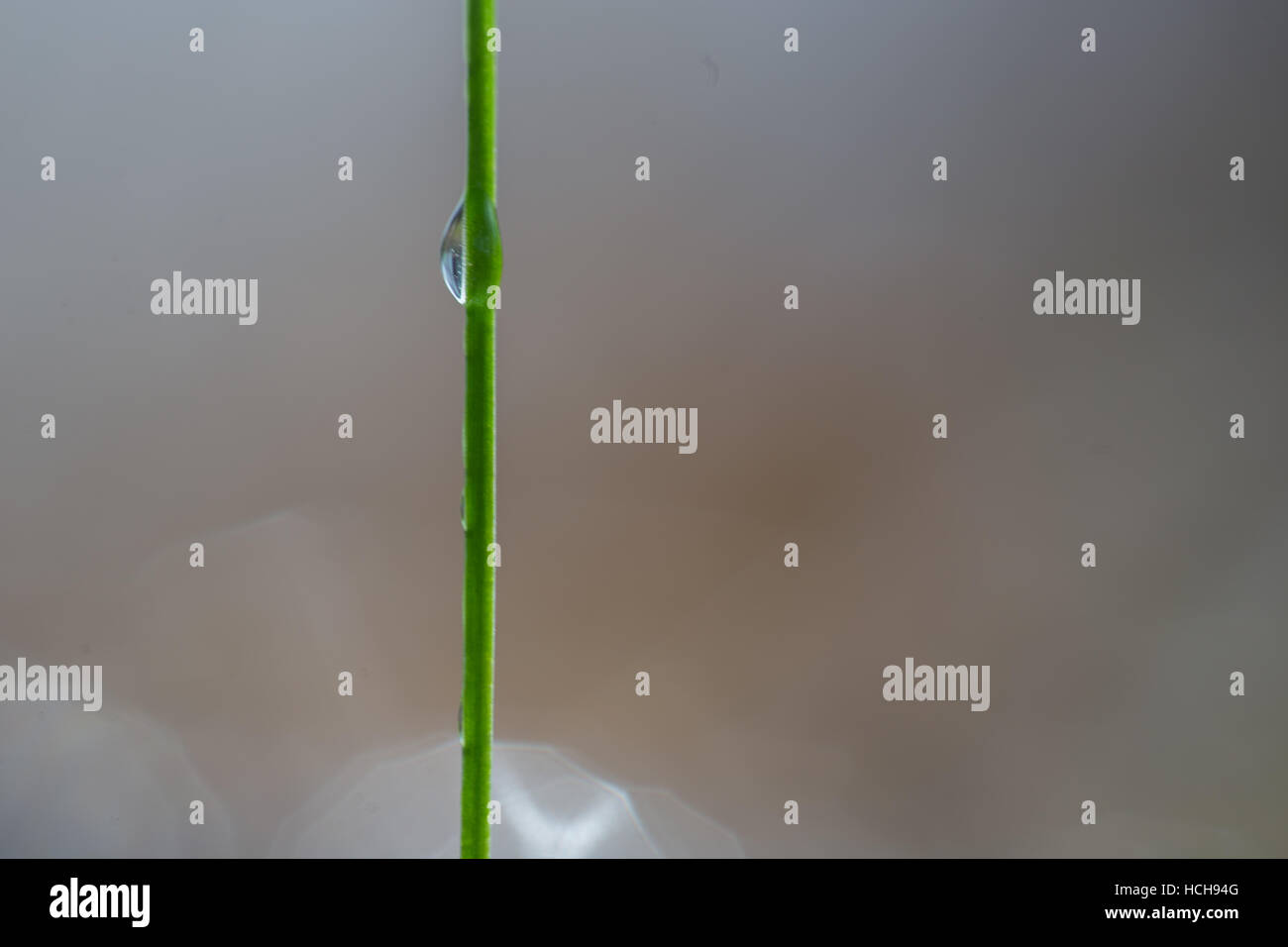 Una sola goccia di acqua sul lato di un singolo blade di erba che mostra immagine rifratta del terreno con il bokeh highlights Foto Stock