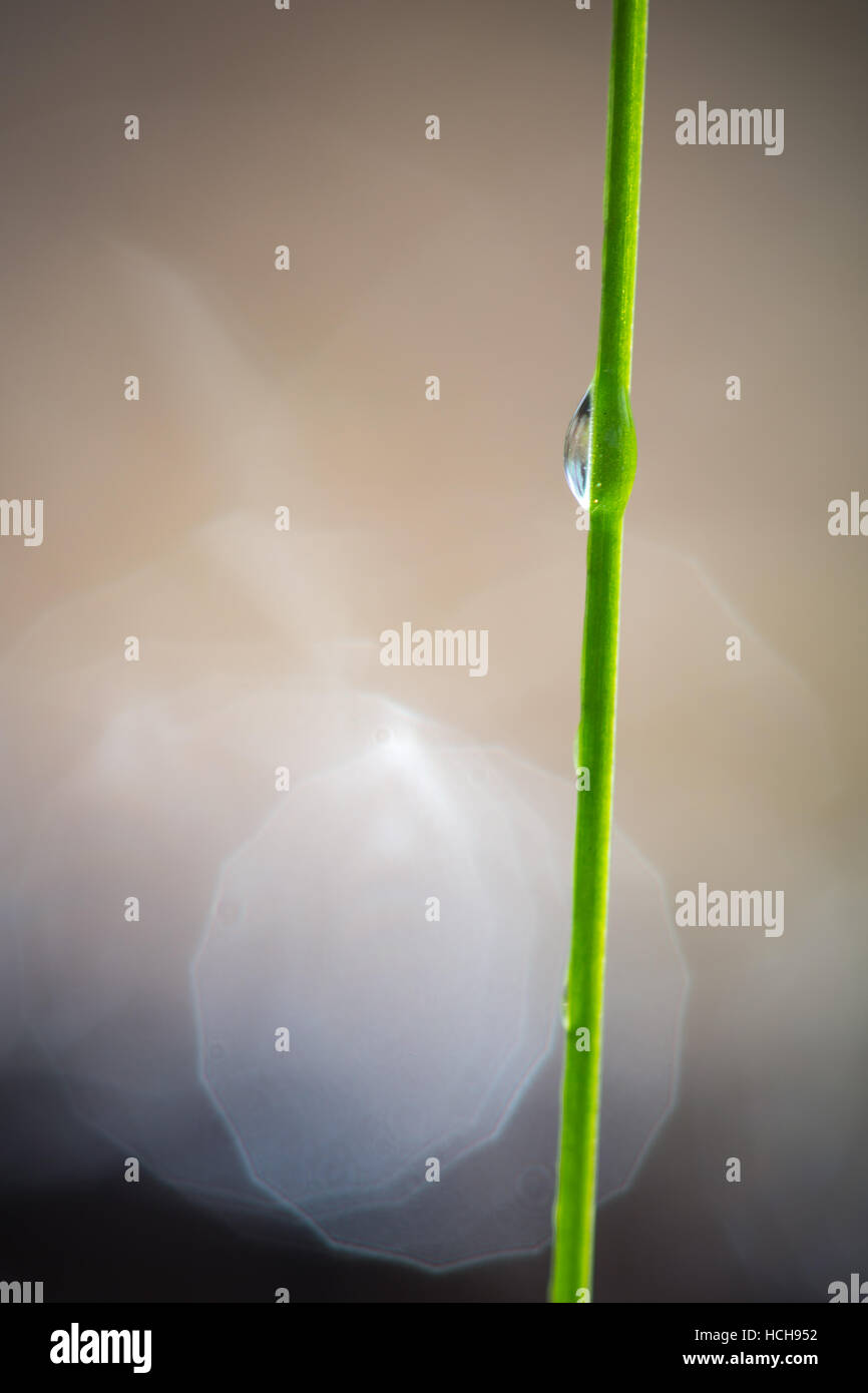 Una sola goccia di acqua sul lato di un singolo blade di erba che mostra immagine rifratta del terreno con il bokeh highlights Foto Stock