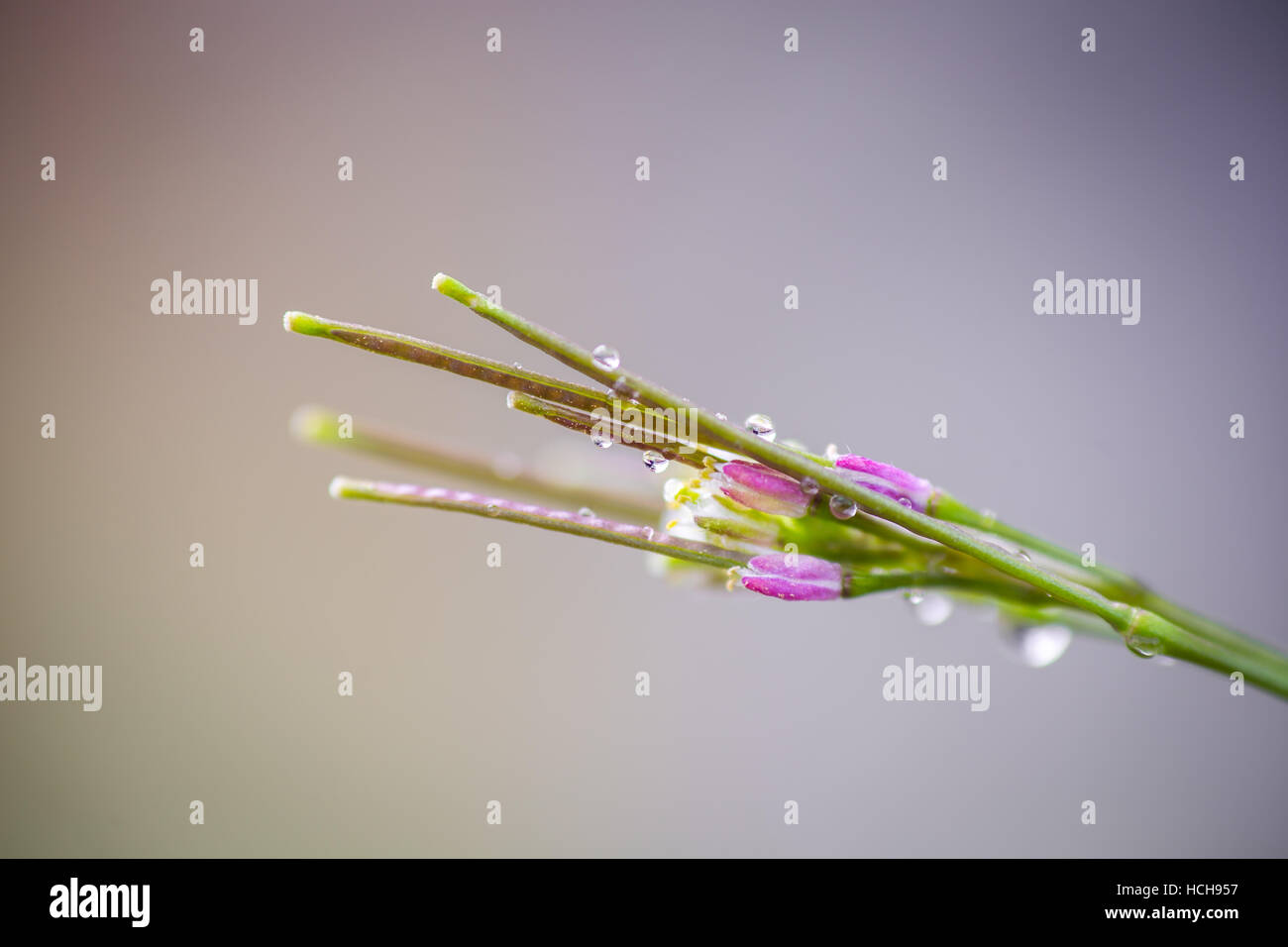 Close up molto piccoli fiori di colore rosa tra steli verdi con gocce d'acqua Foto Stock