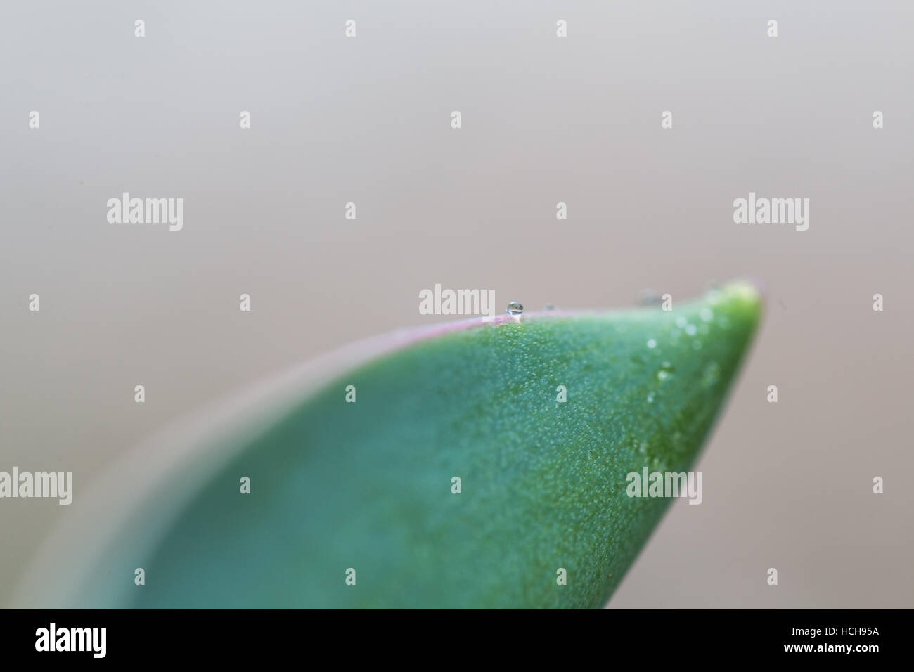 Acqua goccia equilibrato sul bordo di una foglia verde Foto Stock