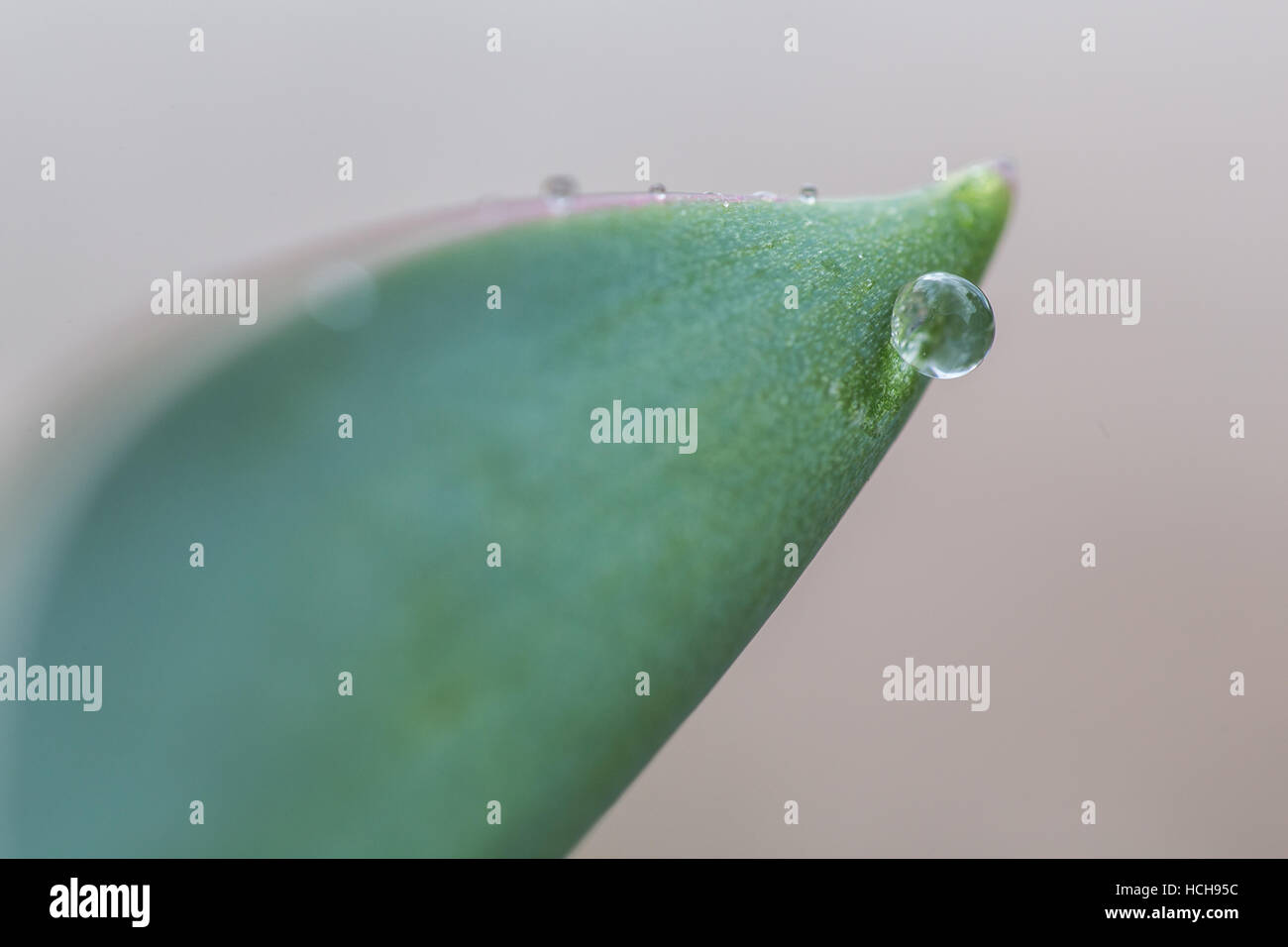 Goccia di acqua sul lato di una foglia verde Foto Stock
