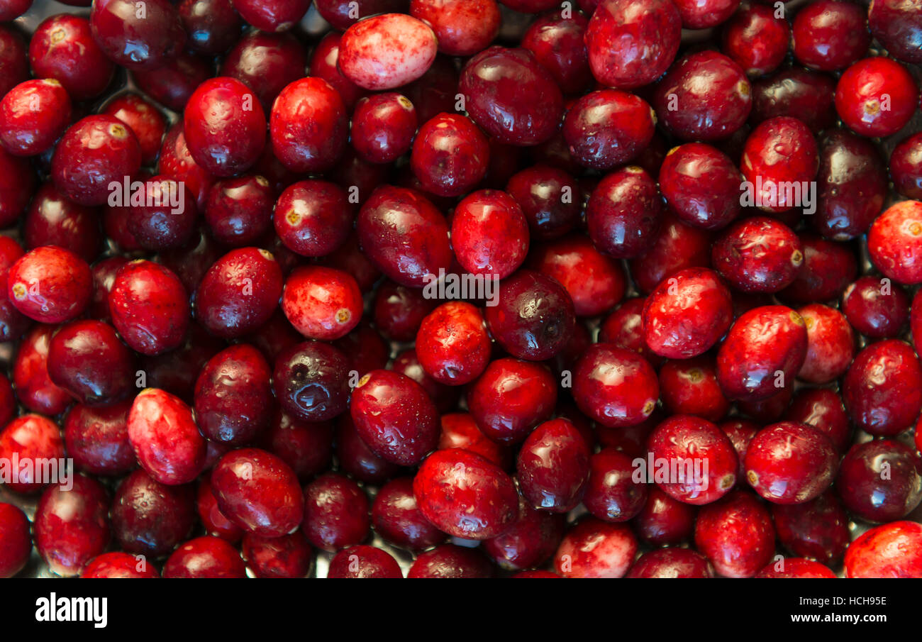 Cranberries, vicino. Foto Stock