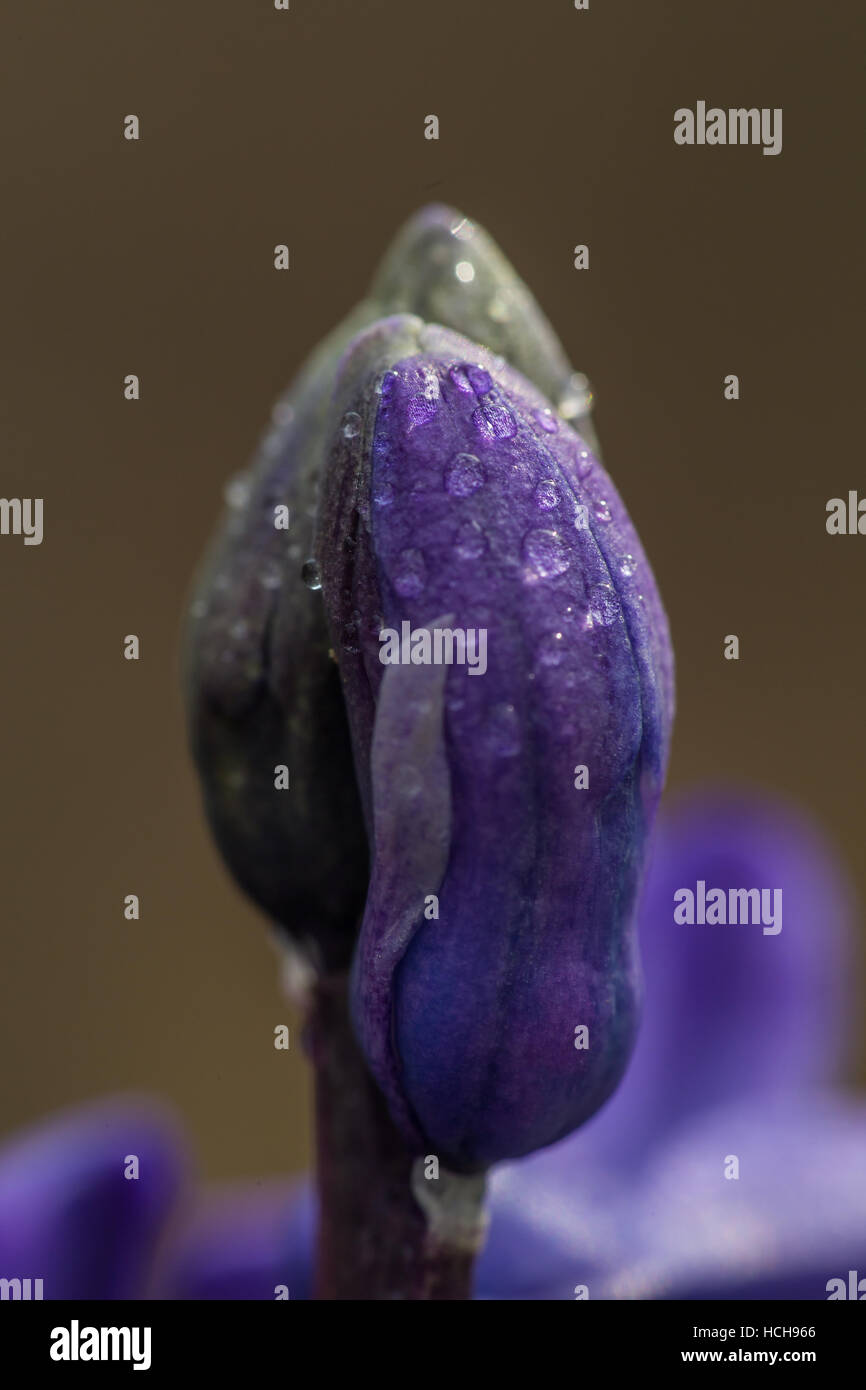 Gocce d'acqua sulla petali della chiusura di un imporpori fiore bud con sfondo marrone Foto Stock