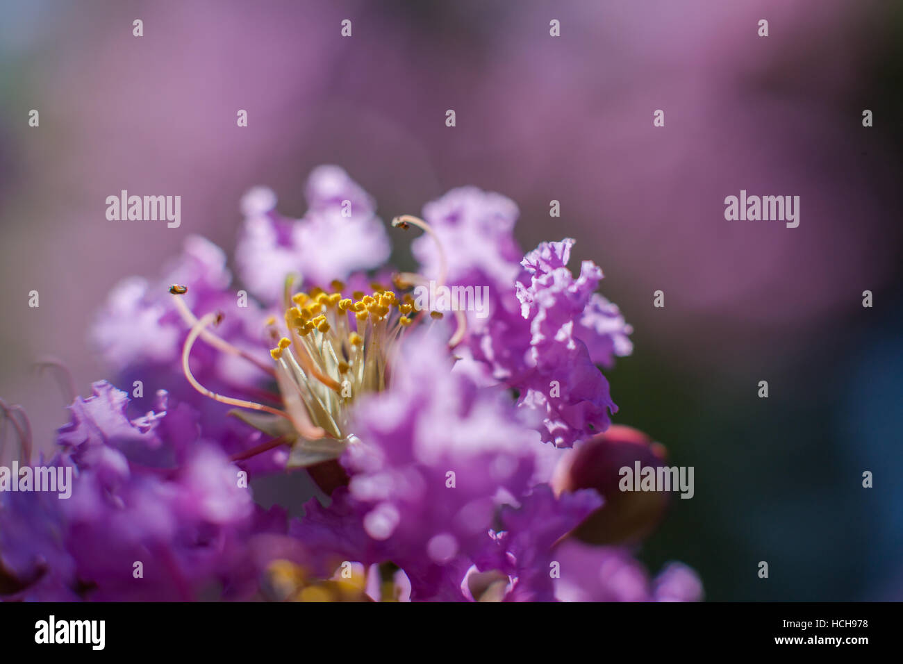 Crêpe Mirto fiore che sboccia con petali color porpora e giallo stame con illuminazione drammatica e rosa e sfondo blu Foto Stock