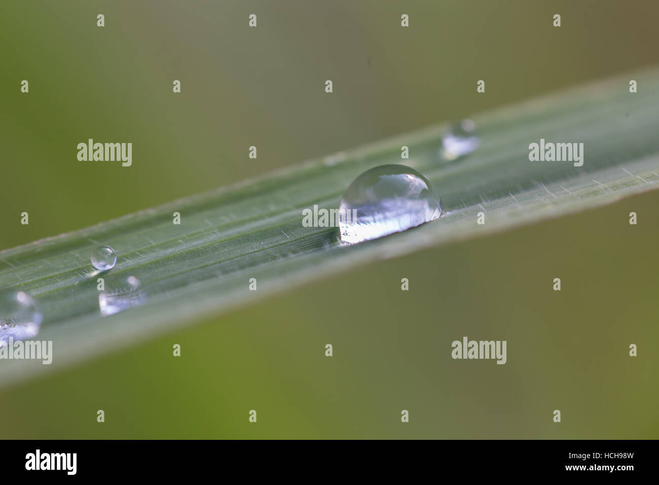 Dettagliate fino in prossimità di una goccia di acqua su una lama di erba Foto Stock