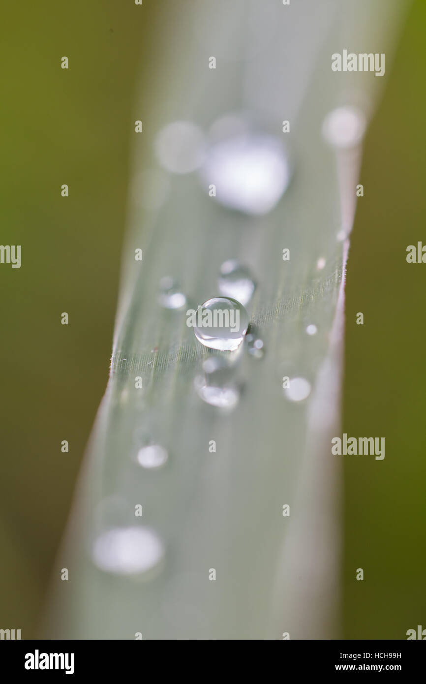 Dettagliate fino in prossimità di una goccia di acqua su una lama di erba con altre gocce de-focalizzata Foto Stock