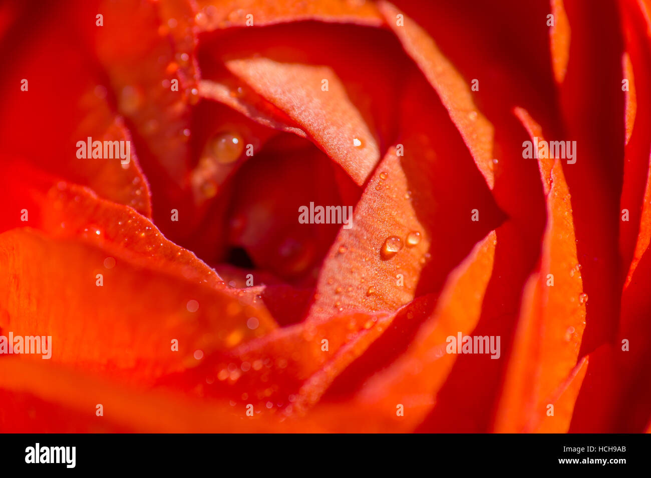 In prossimità del centro di un arancio ranuncolo persiano fiore con gocce di acqua Foto Stock