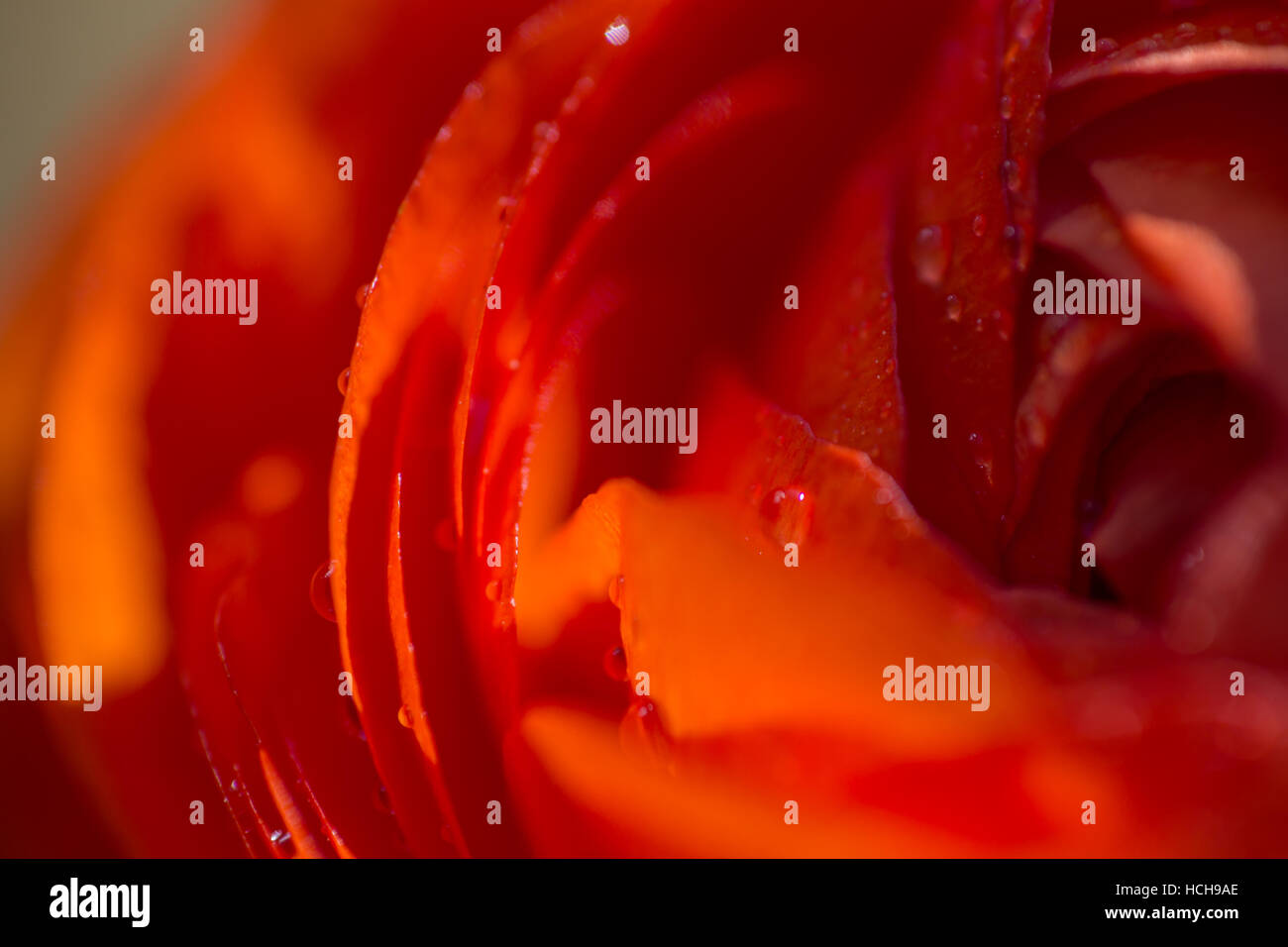 In prossimità del centro di un arancio ranuncolo persiano fiore con gocce di acqua che mostra bordi di petali Foto Stock