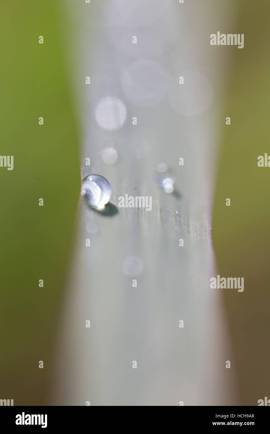 Dettagliate fino in prossimità di una goccia di acqua su una lama di erba con altre gocce de-concentrati come bokeh highlights Foto Stock