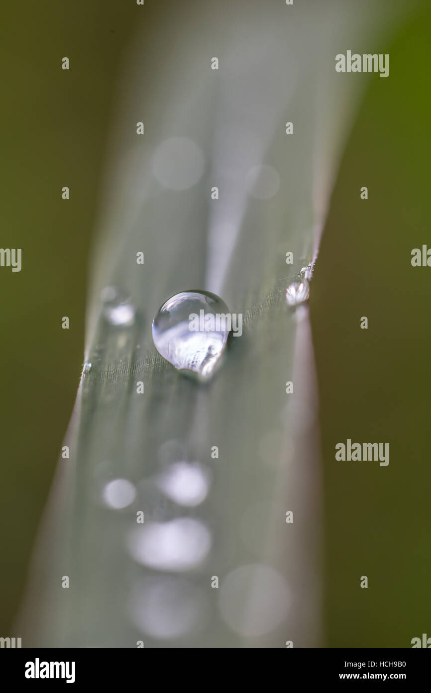 Dettagliate fino in prossimità di una goccia di acqua su una lama di erba con altre gocce de-focalizzata Foto Stock