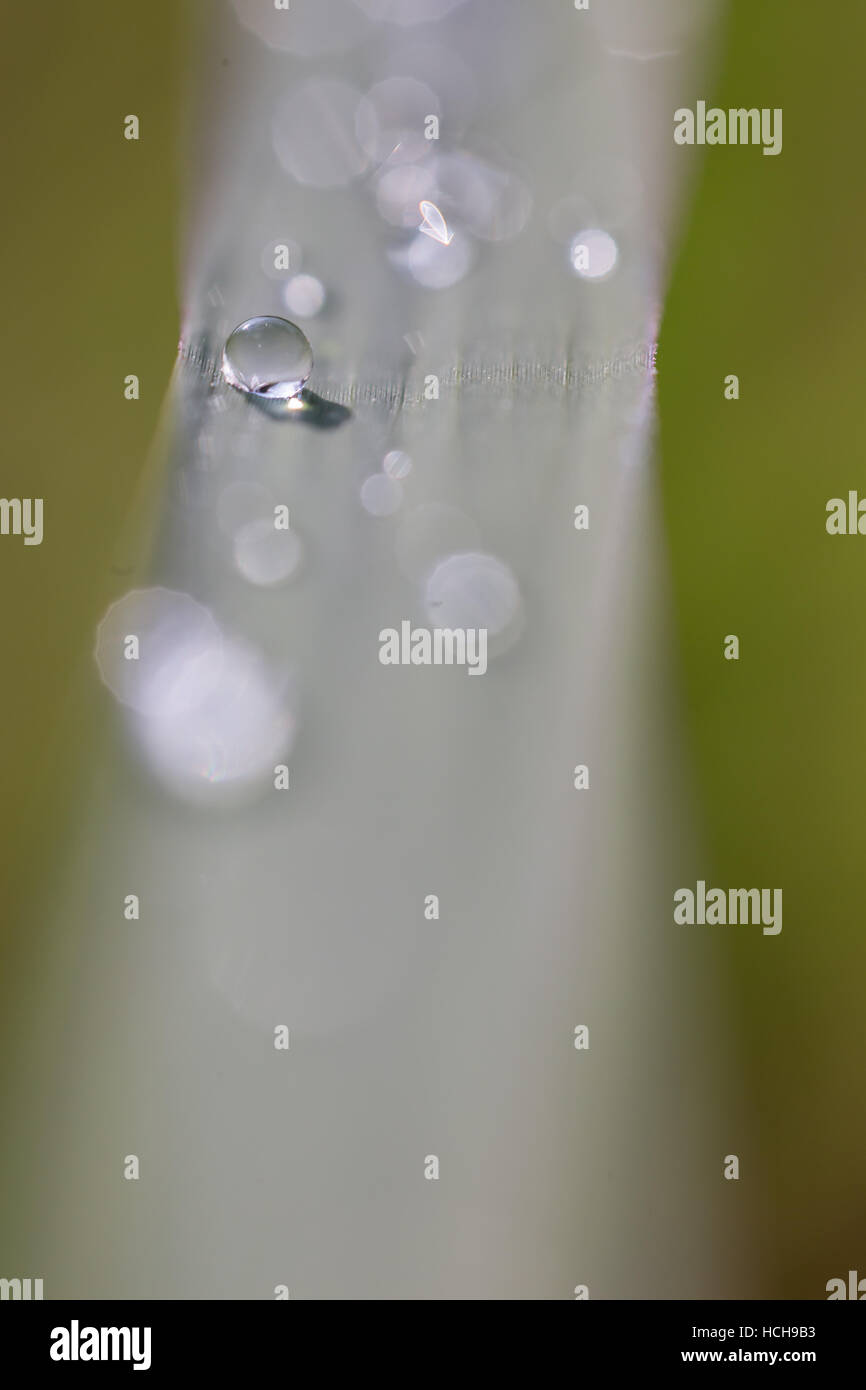 Dettagliate fino in prossimità di una goccia di acqua su una lama di erba con altre gocce de-concentrati come bokeh highlights Foto Stock