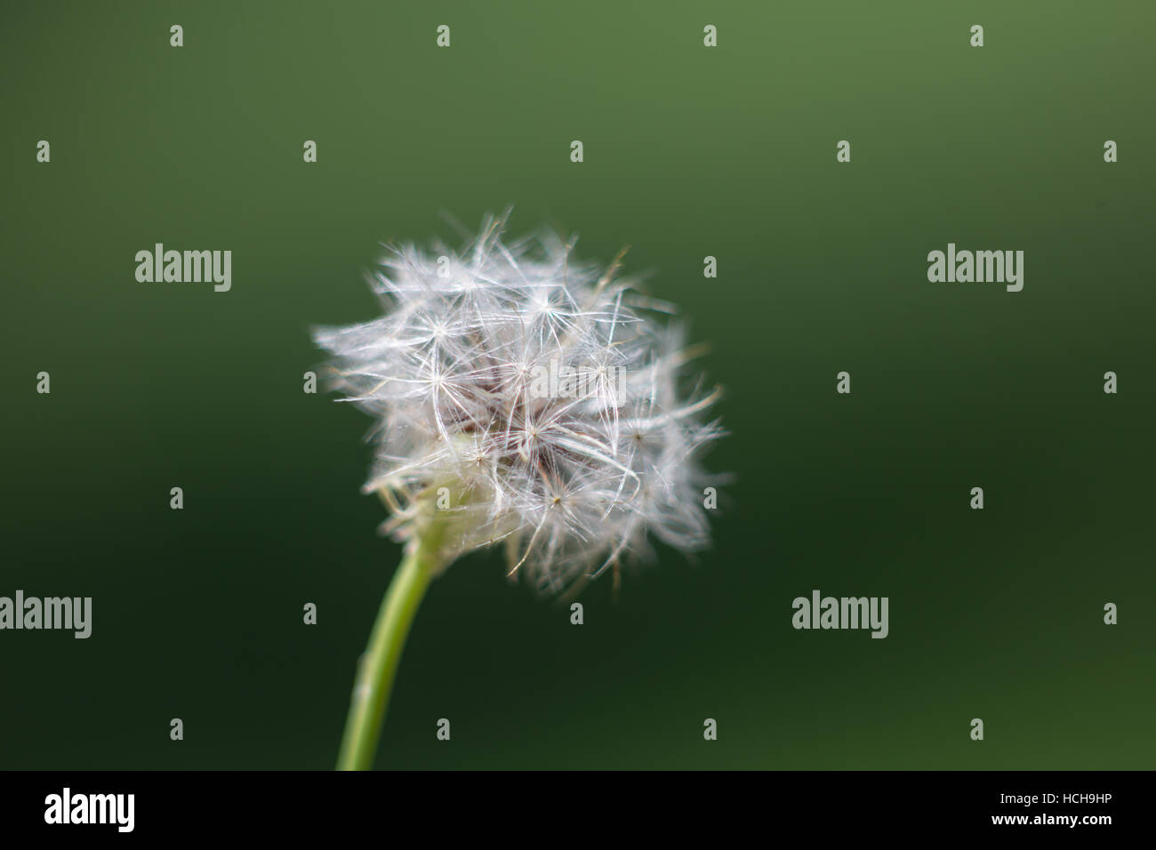 Close up di un fiore di tarassaco sementi puffball di testa con stelo verde e Sfondo verde Foto Stock