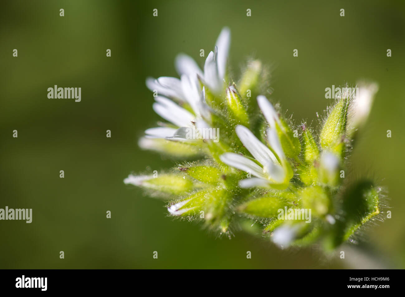 Cluster di piccoli fiori bianchi con petali stretti e fuzzy foglie verdi su sfondo verde Foto Stock