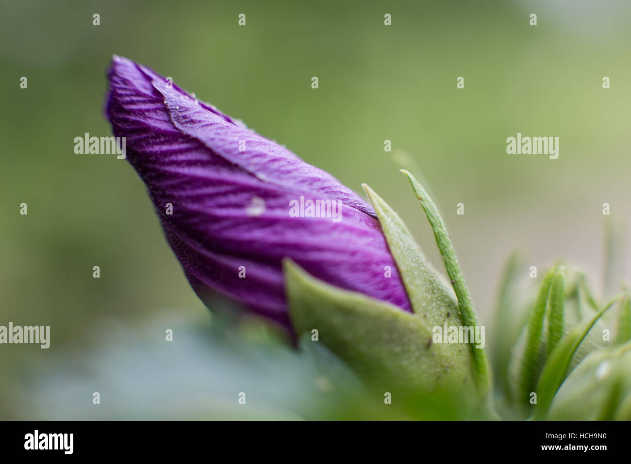 Chiuso purple rosa di Sharon germoglio di fiore che mostra la texture nella spirale arricciata di petali Foto Stock