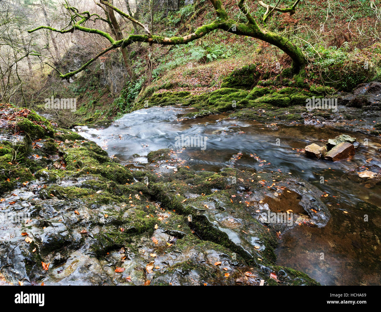 Struttura di muschio su Stainforth Beck vicino Stainforth Ribblesdale Yorkshire Dales Inghilterra Foto Stock