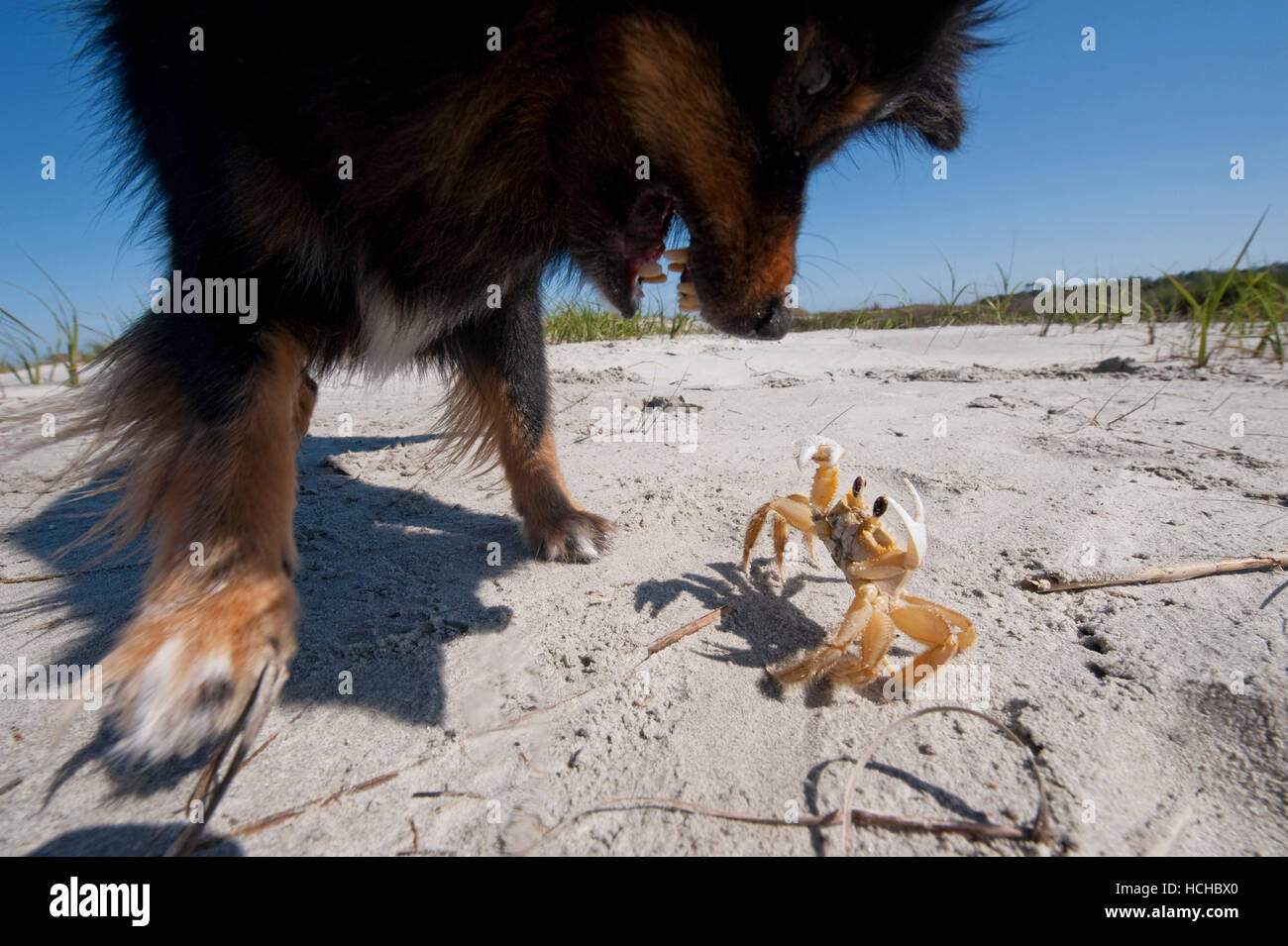 Un cane, Kazia, battaglie con un granchio ha trovato su Little Tybee, un'isola disabitata vicino a Tybee Island, GA. Foto Stock