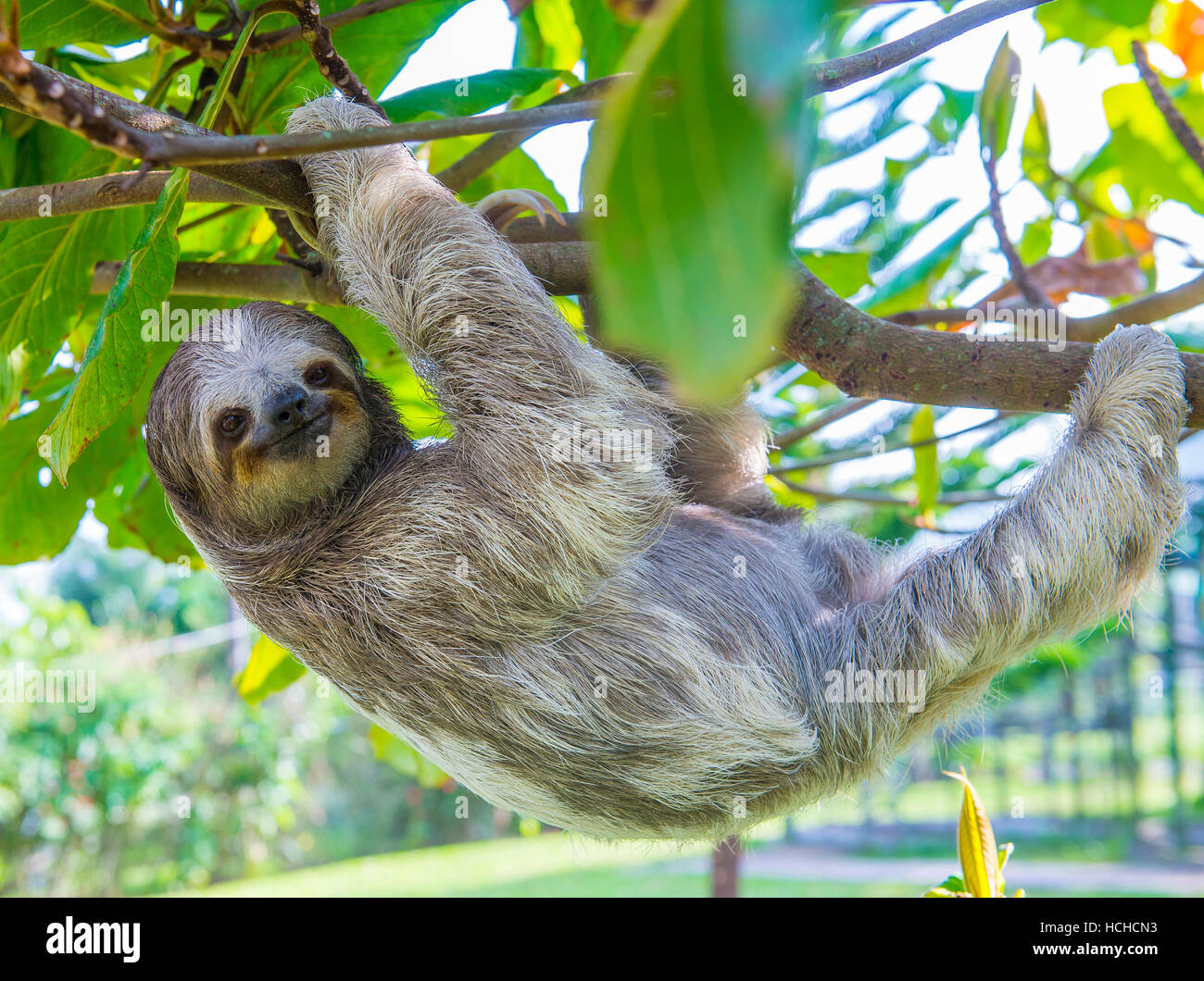 Bradipo scalata di un albero in Costa Rica foresta pluviale Foto Stock