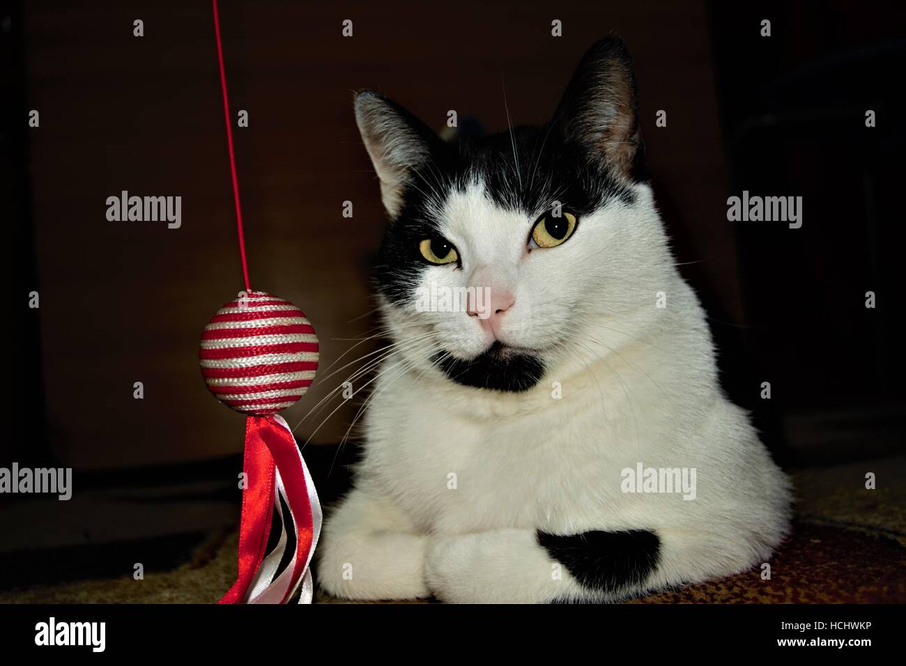 Cat indifferenza per giocattoli Foto Stock