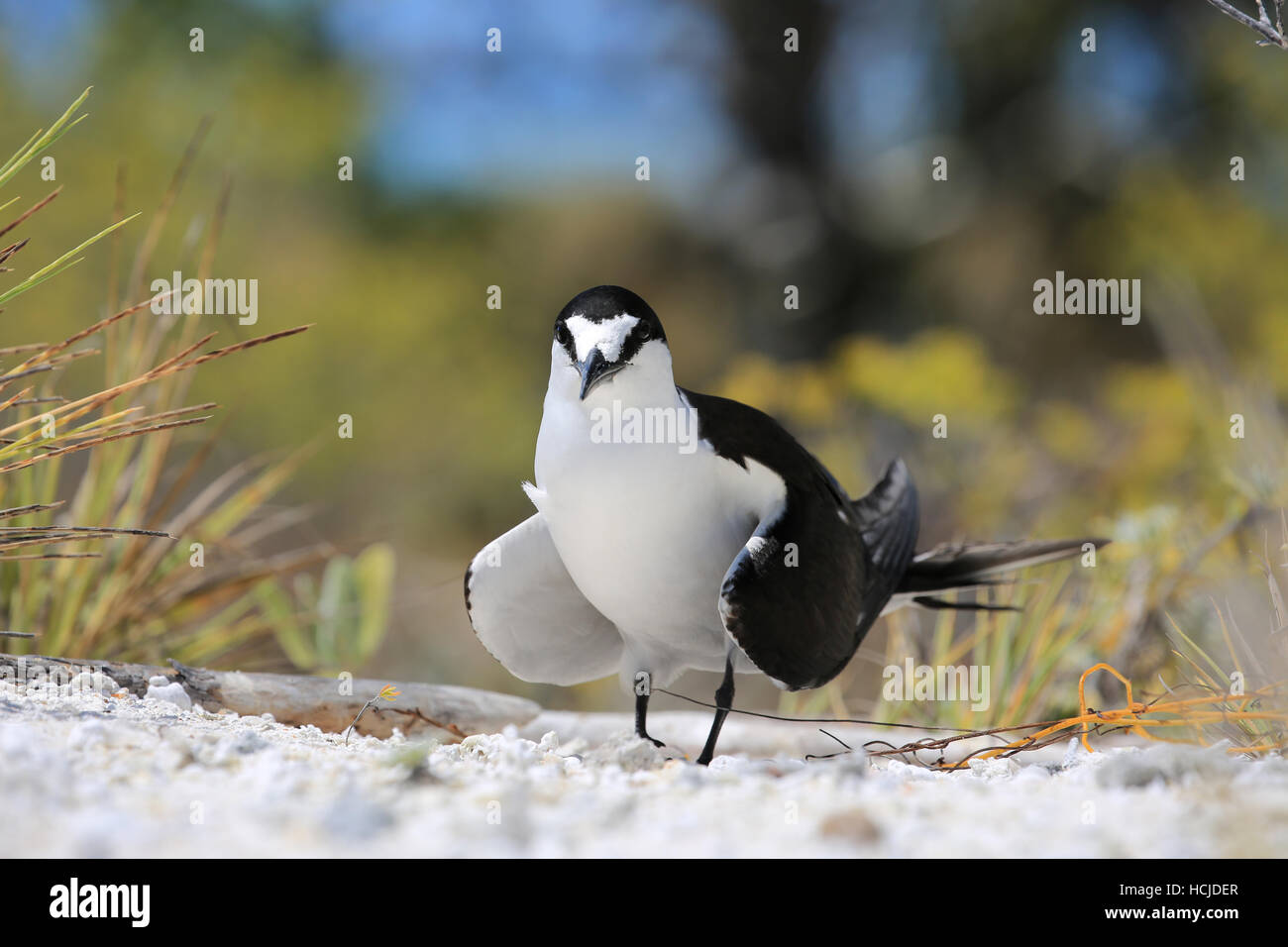 La nidificazione fuligginosa tern bird, Natale (Kiritimati) Isola, Kiribati Foto Stock