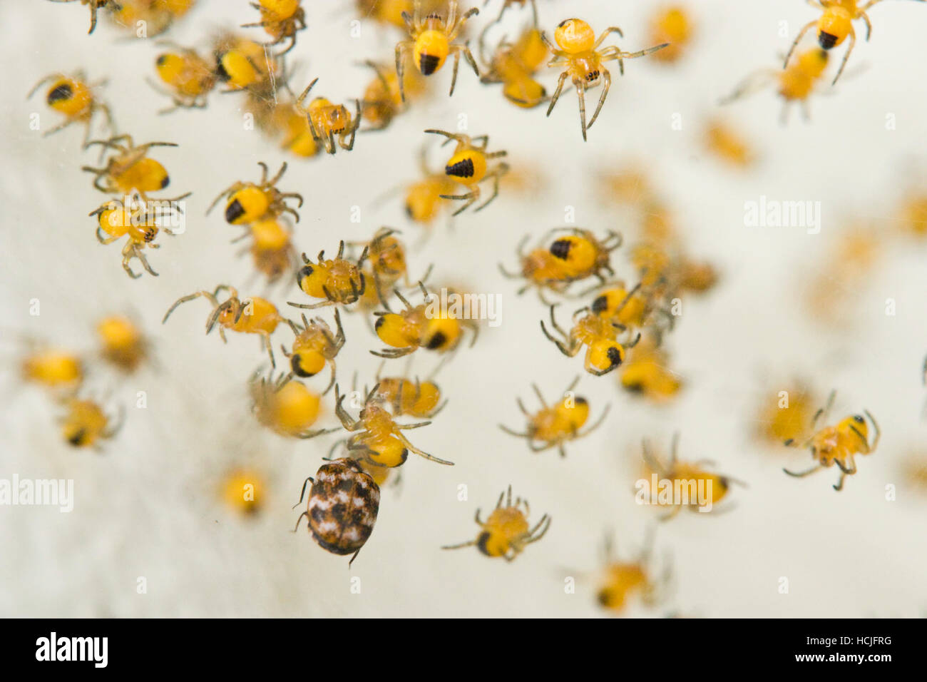 Un cluster di baby ragni giallo e uno scarabeo sono sospesi all'interno di una calla lily (Zantedeschia aethiopica) in un giardino di casa a Seattle, Washington. Foto Stock