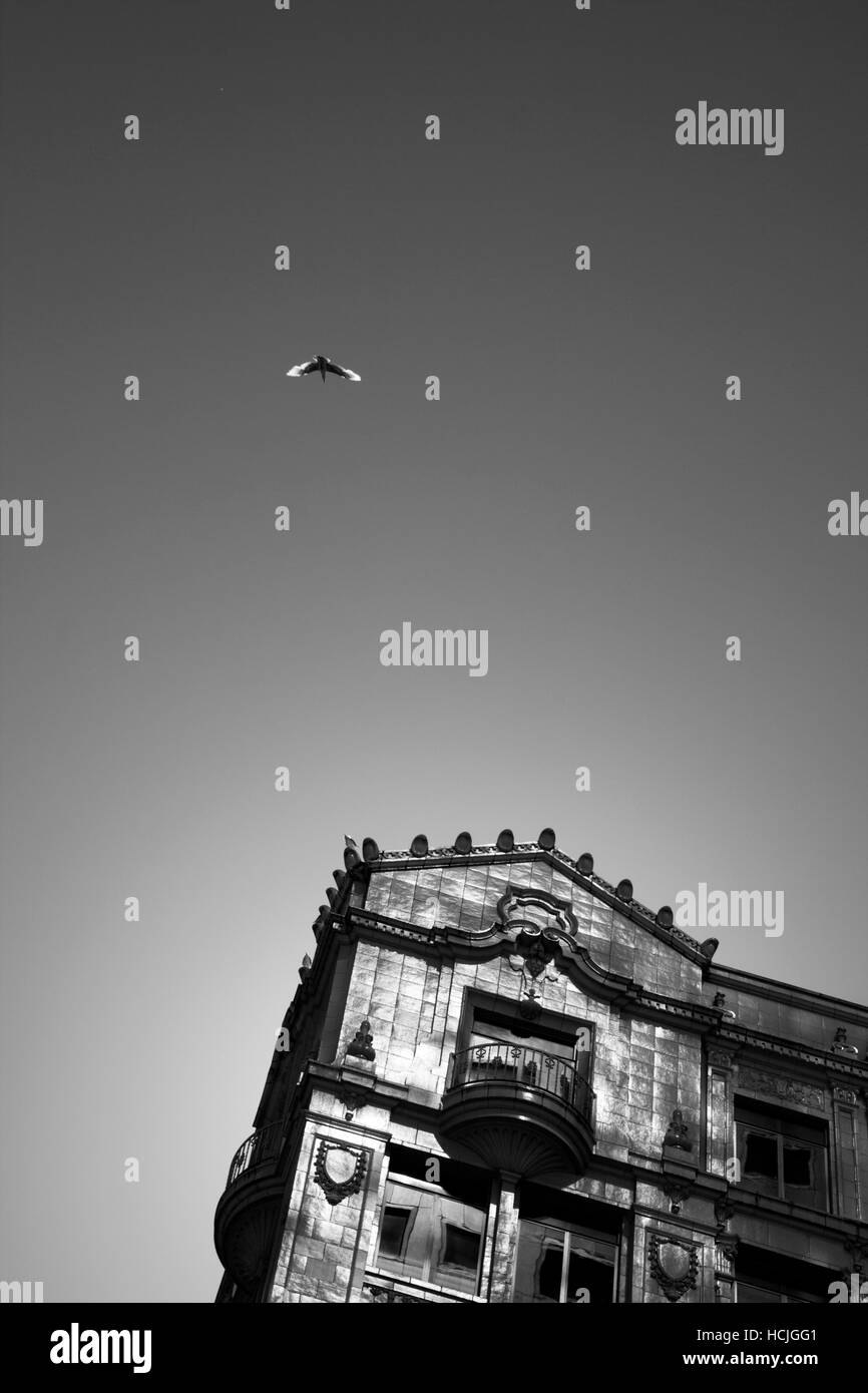 Retroilluminato con un uccello vola verso uno storico edificio di pietra nel centro di Seattle, Washington. Foto Stock
