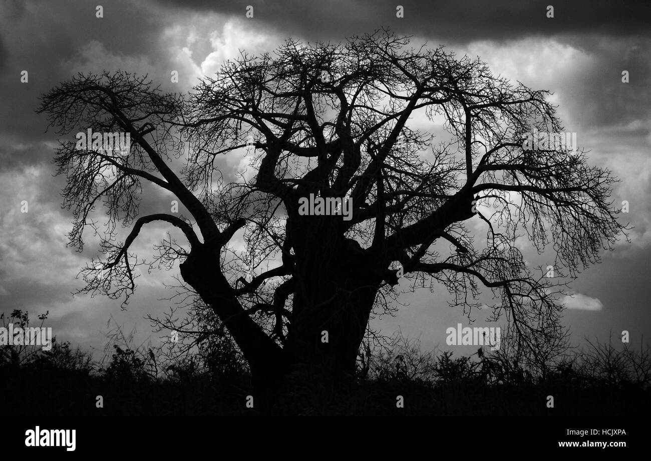 Struttura Baoba sulla strada tra il Mozambico e Tanzania. Foto Stock