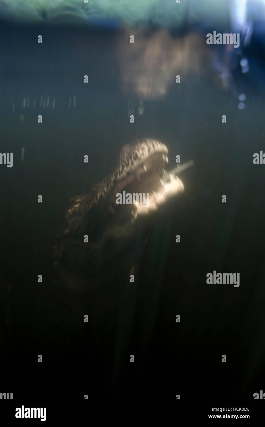 Un alligatore sorge dal profondo di un lago oscuro. Foto Stock