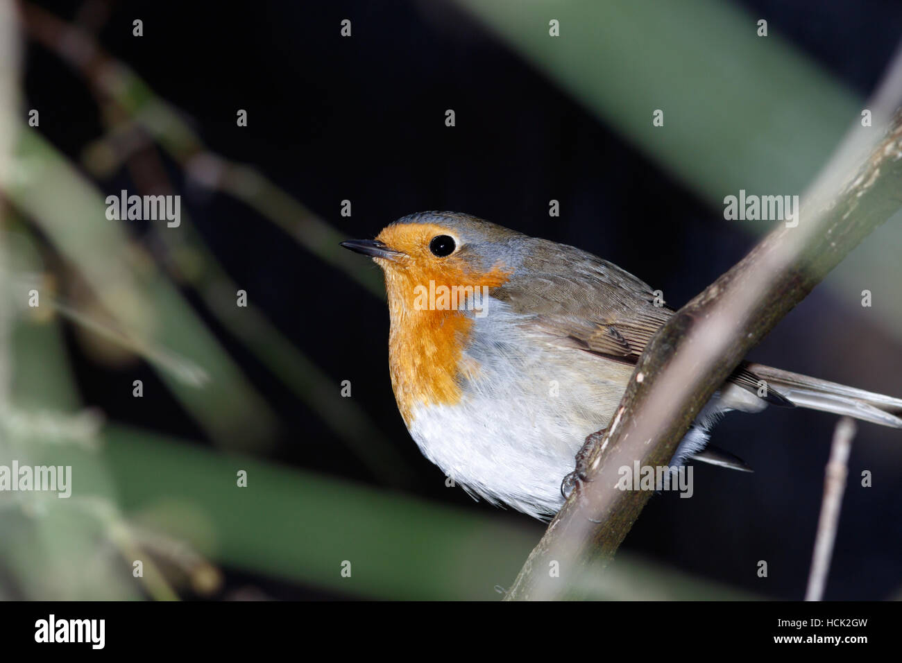 Robin (Erithacus rubecula) nella natura. Foto Stock