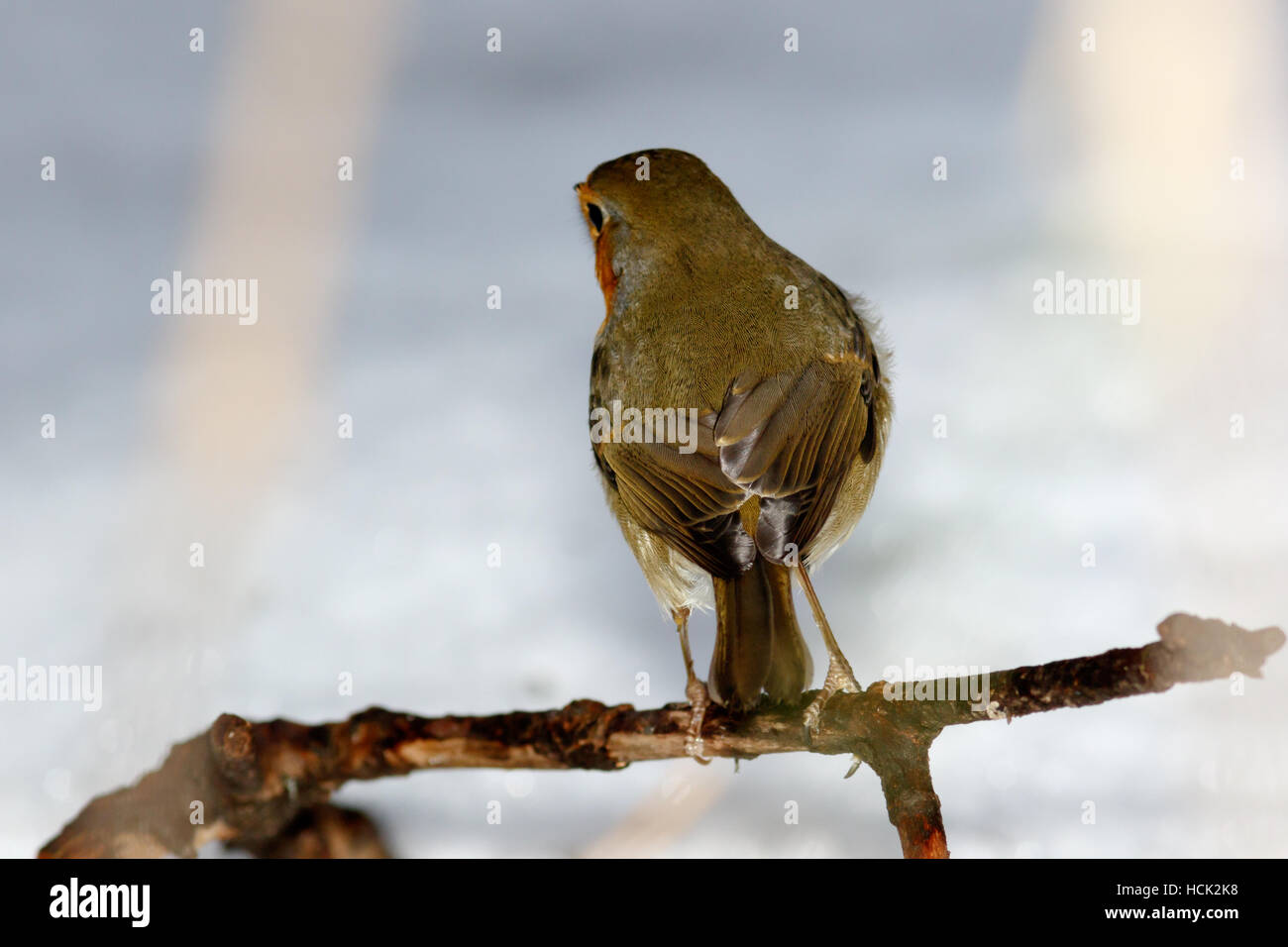 Robin (Erithacus rubecula) nella natura. Foto Stock Robin (Erithacus rubecula) nella natura. Foto Stock