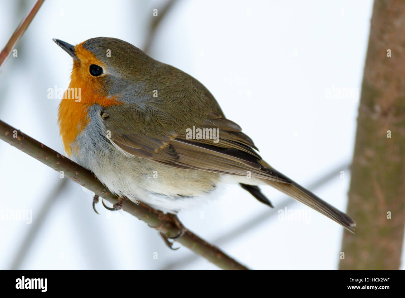 Robin (Erithacus rubecula) nella natura. Foto Stock