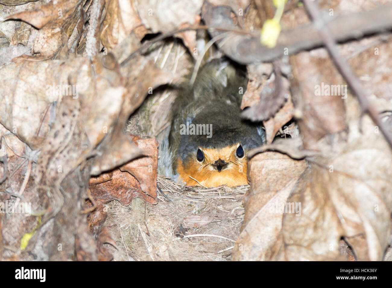 Erithacus rubecula. Il nido di Robin in natura. Foto Stock