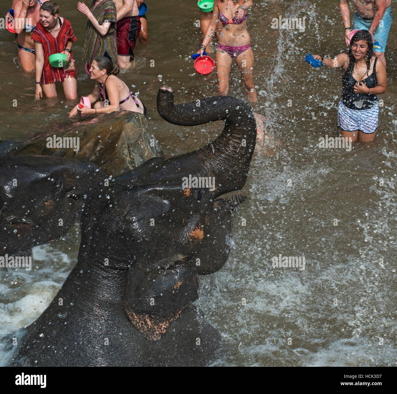 Jungle Elephant Camp, Thailandia Foto Stock