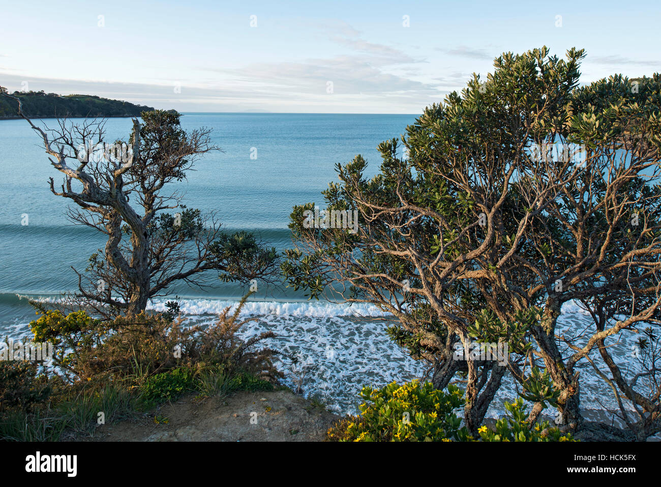 Poco Oneroa Beach; Waiheke Island, Nuova Zelanda Foto Stock