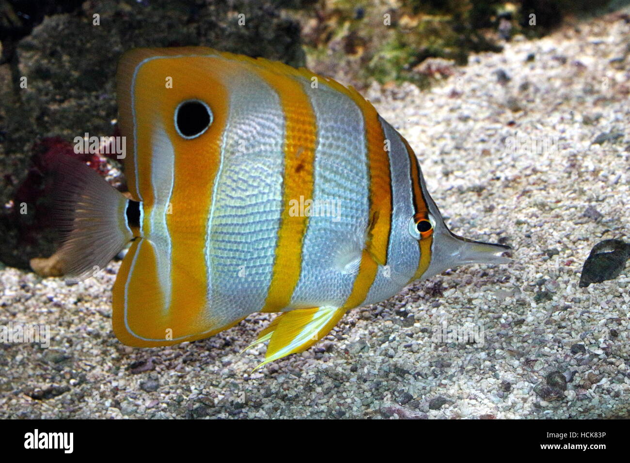 Copperband butterflyfish, a.k.a. becco pesci corallo (Chelmon rostratus) nativo del Pacifico e dell'Oceano Indiano Foto Stock