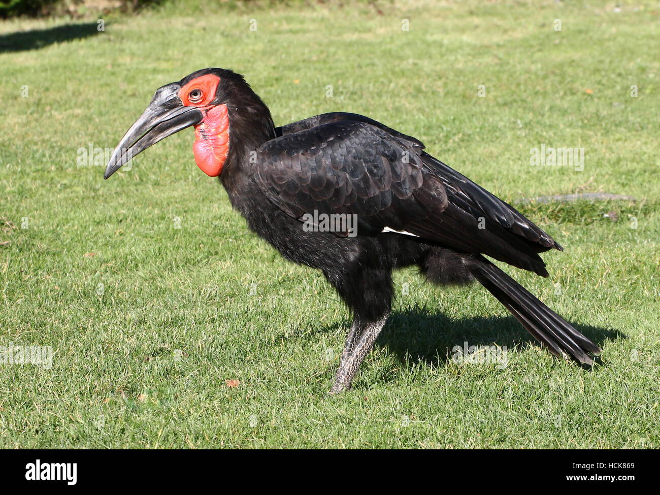 Maschio Sud Africano suolo Hornbill (Bucorvus Leadbeateri, precedentemente Bucorvus Cafer) camminando sulla terra Foto Stock