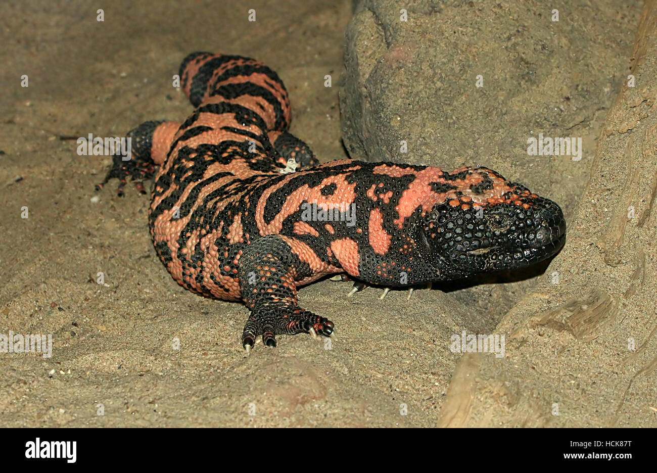 Gila Monster (Heloderma suspectum), un infame lizard nativo del sudovest degli Stati Uniti e del Messico settentrionale (sonora) Foto Stock