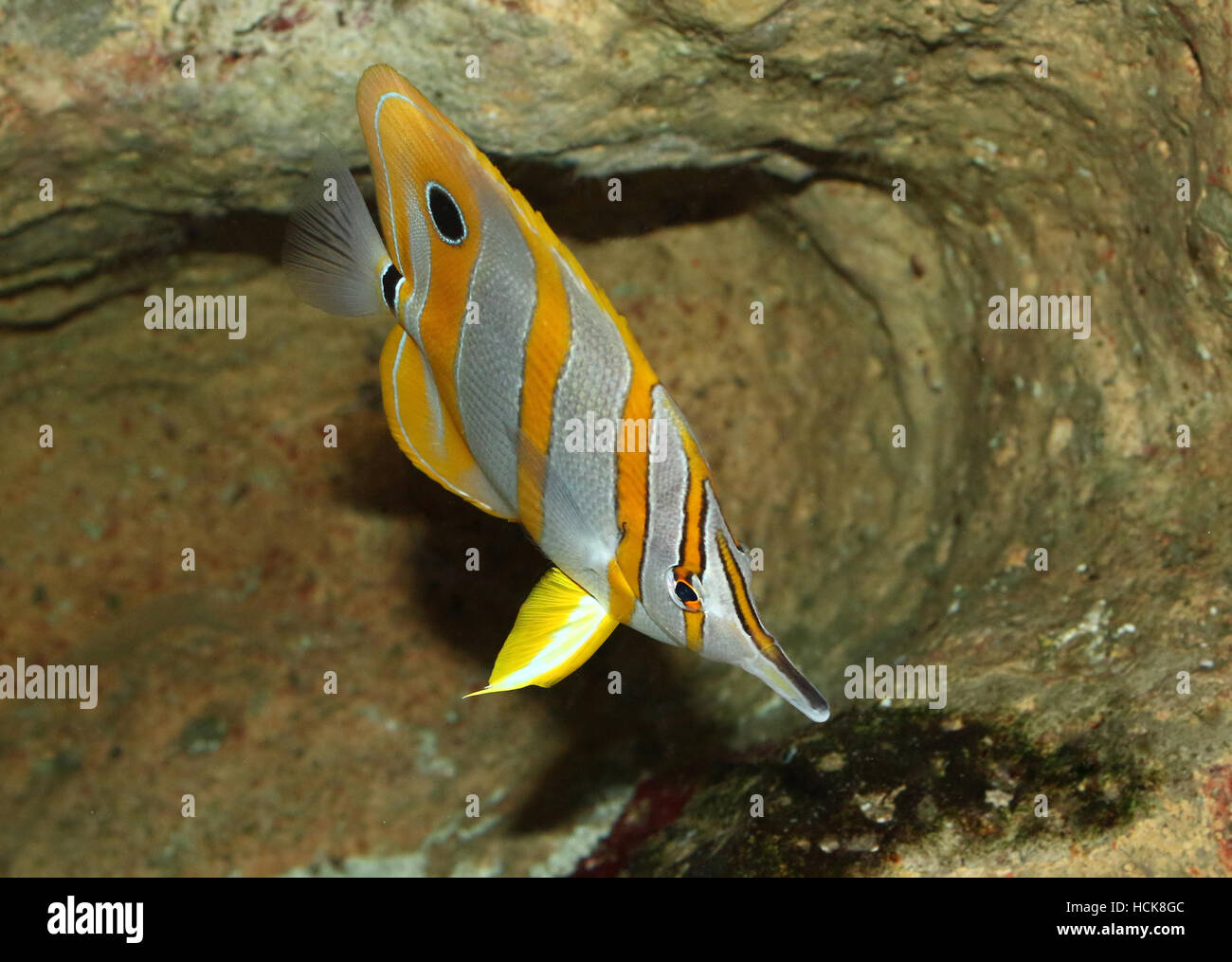 Copperband butterflyfish, a.k.a. becco pesci corallo (Chelmon rostratus) nativo del Pacifico e dell'Oceano Indiano Foto Stock