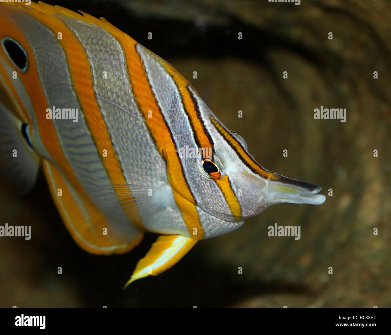 Copperband butterflyfish, a.k.a. becco pesci corallo (Chelmon rostratus) nativo del Pacifico e dell'Oceano Indiano Foto Stock