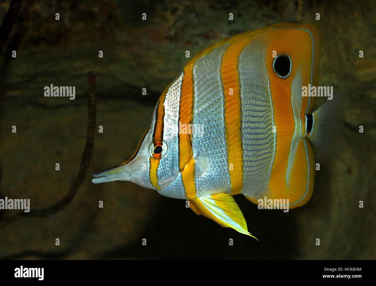 Copperband butterflyfish, a.k.a. becco pesci corallo (Chelmon rostratus) nativo del Pacifico e dell'Oceano Indiano Foto Stock