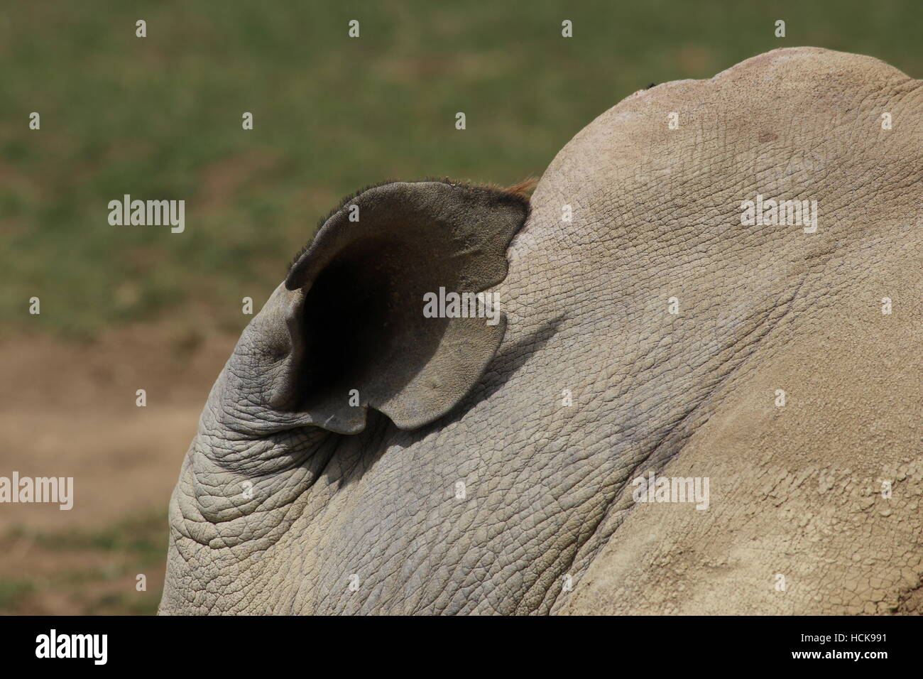 Rinoceronte bianco del sud orecchio closeup close up Cotswold Wildlife Park Foto Stock