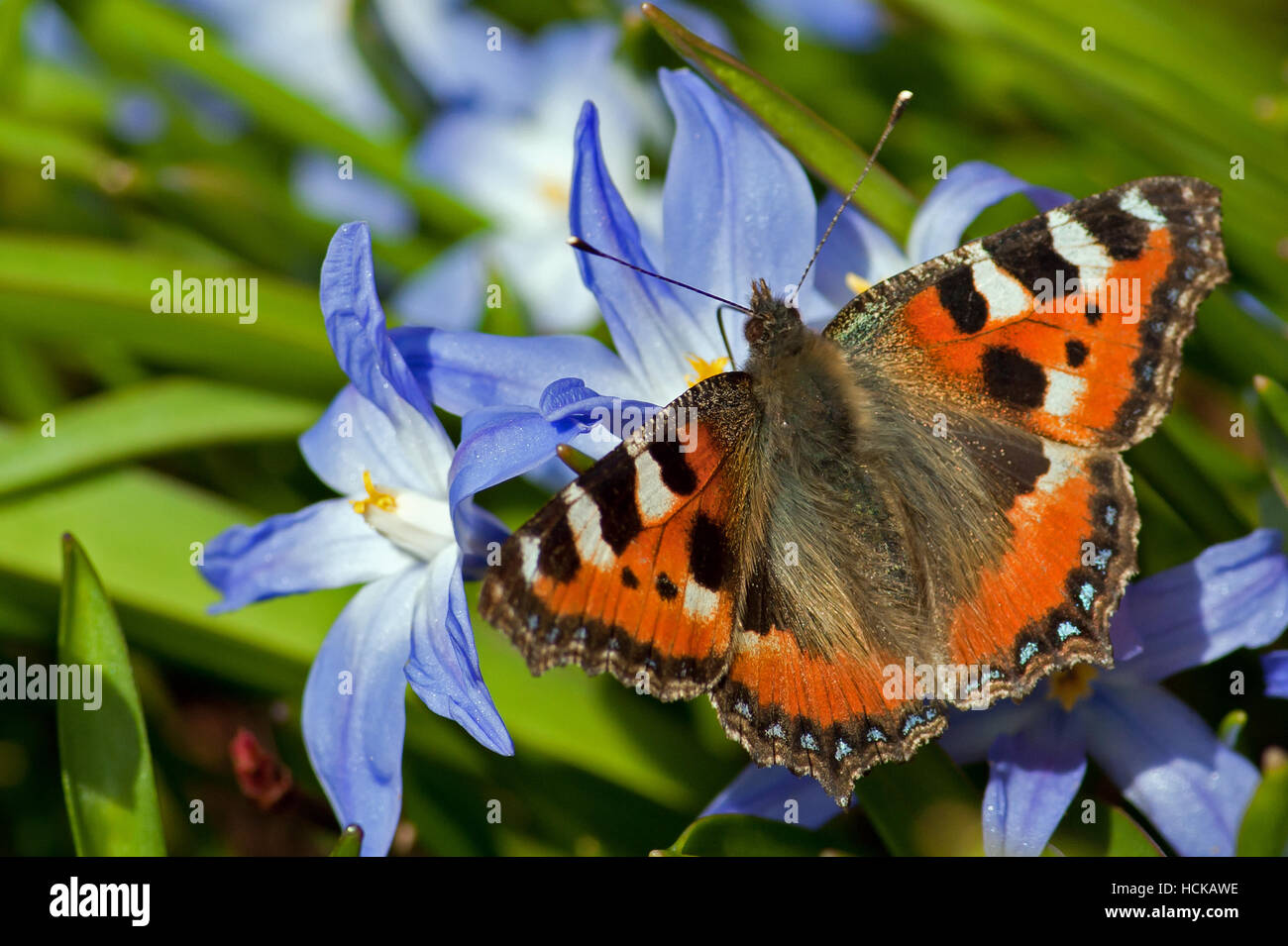 Un meraviglioso piccolo color tartaruga butterfly (Aglais urticae) aspirante nettare dal Vedi la gloria-della-Neve Foto Stock