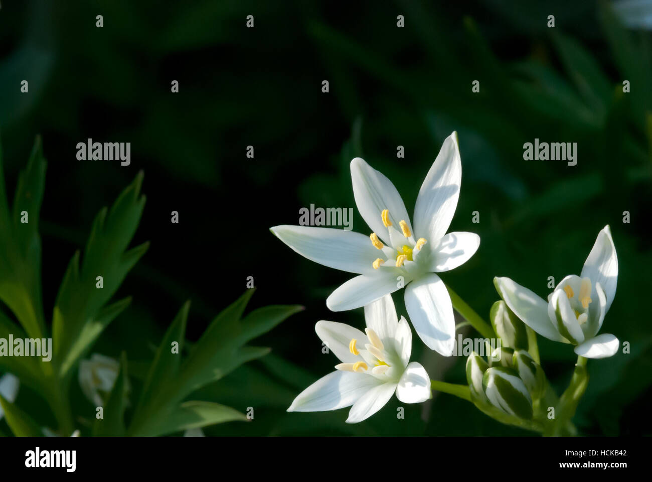 Il Ornithogalum umbellatum hanno molti nomi come Stella di Betlemme, Erba Lily, Nap a mezzogiorno, a undici ore di Lady sfondo scuro Foto Stock