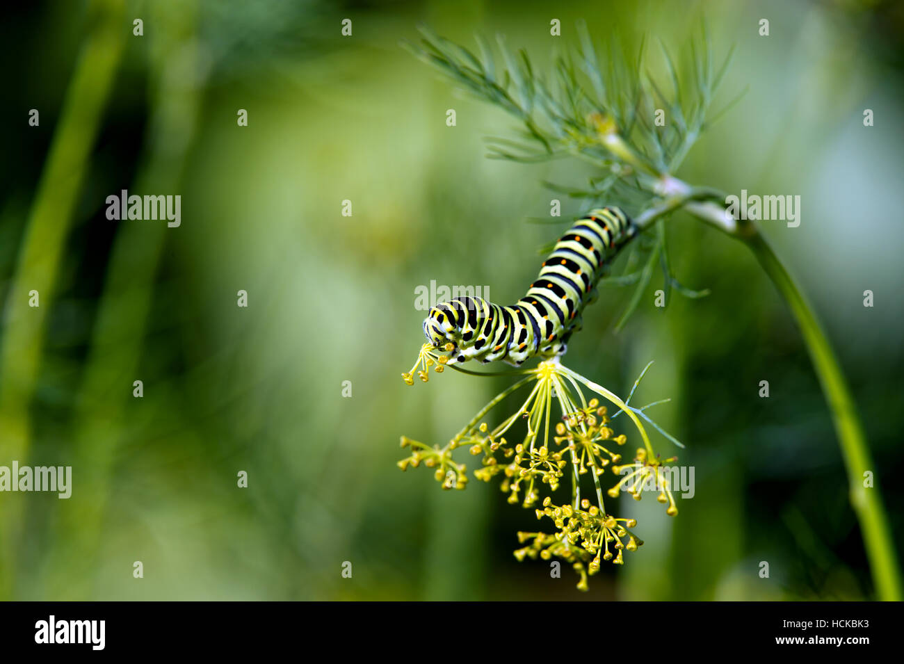 Caterpillar del Vecchio Mondo a coda di rondine (Papilio machaon) piace aneto semi con uno sfondo sfocato Foto Stock