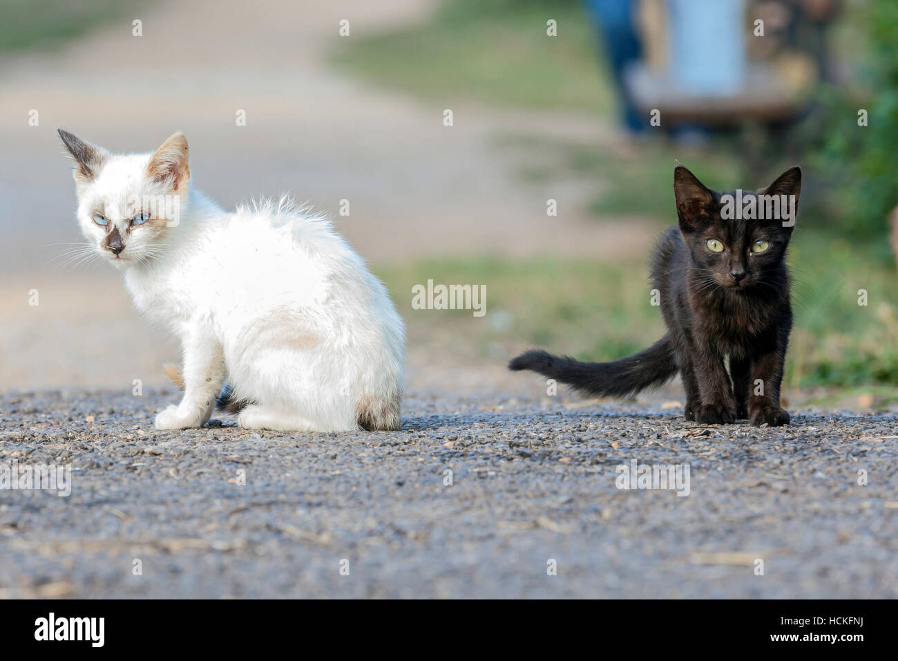 Lo yin e lo yang. Due gatti piccoli uno bianco e un altro nero, che rappresentano in yin e yang Foto Stock